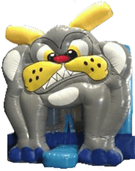 Grey Bulldog Bounce